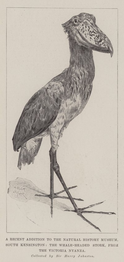 Eine neue Ergänzung des Naturhistorischen Museums, South Kensington, der Walstorch, aus dem Victoria Nyanza von Alfred Hugh Fisher
