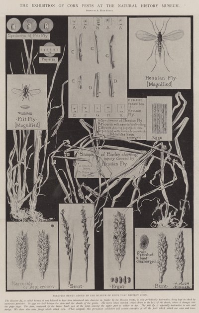 Die Ausstellung von Kornschädlingen im Naturhistorischen Museum von Alfred Hugh Fisher
