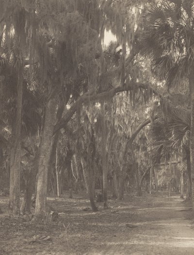 In Rockledge, Florida von Alfred Stieglitz