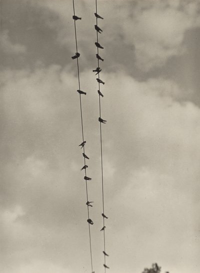 Vögel von Alfred Stieglitz
