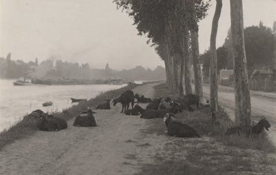 Ziegen außerhalb von Paris von Alfred Stieglitz