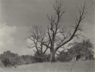 Der sterbende Kastanienbaum von Alfred Stieglitz