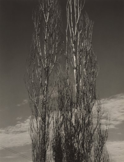 Die zwei Pappeln, Lake George von Alfred Stieglitz