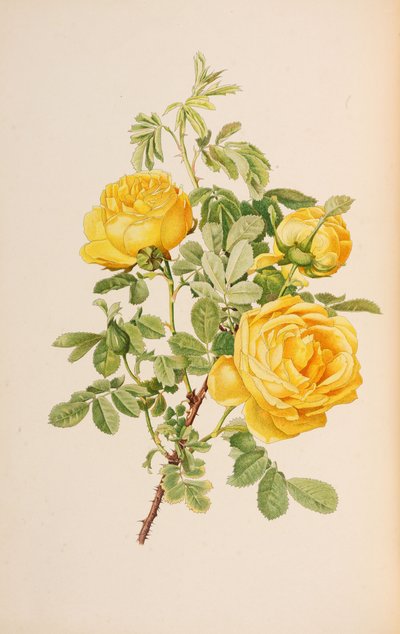 Illustration aus 
