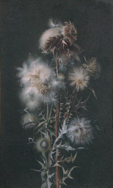 Distelflaum von Alice Gray