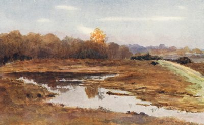 New Forest: Auf der Beaulieu Road, ein nasser Oktober von Alice Julia Argles