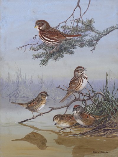 Sperling von Allan Brooks von Allan Brooks