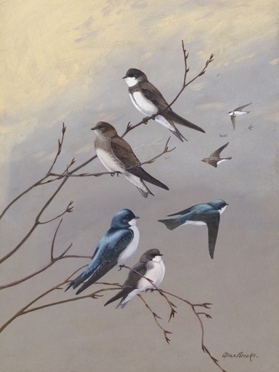 Schwalbe von Allan Brooks von Allan Brooks