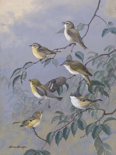 Vireos von Allan Brooks von Allan Brooks