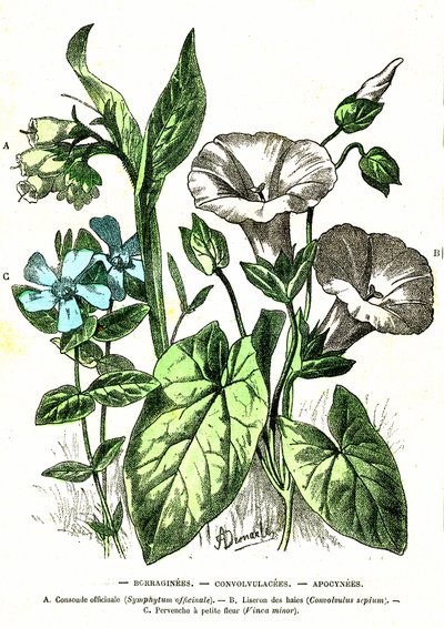 Borraginaceae, Convolvulaceae, Apocynaceae: Natürliche Schöpfung und Lebewesen. Zeichnung von A. Demarle. 1885 von Alphonse Demarle