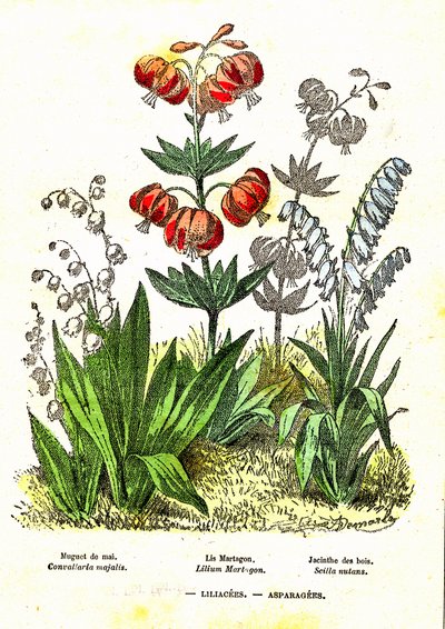 Liliaceen, Spargelgewächse: Natürliche Schöpfung und Lebewesen. Zeichnung von A. Demarle. 1885 von Alphonse Demarle