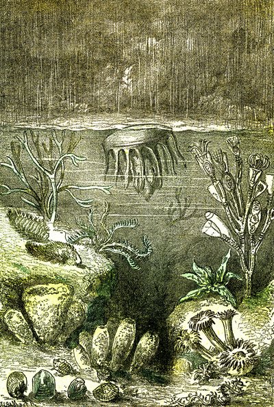 Prähistorie-Erde und Meere: Der Beginn des Silurischen Zeitraums (Zeichnung von Demarle. 1885) von Alphonse Demarle