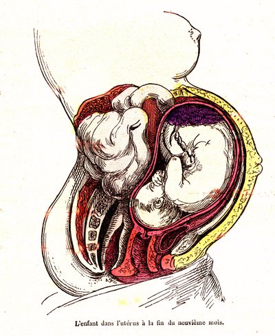 Das Kind im Uterus (spätes 9. Monat) - Das normale Leben & Gesundheit von J. Rengade - Zeichnung A. Demarle 1881 von Alphonse Demarle