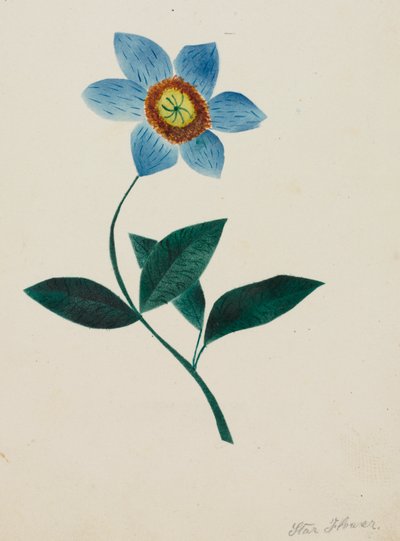 Sternblume von Altha Mary Nims