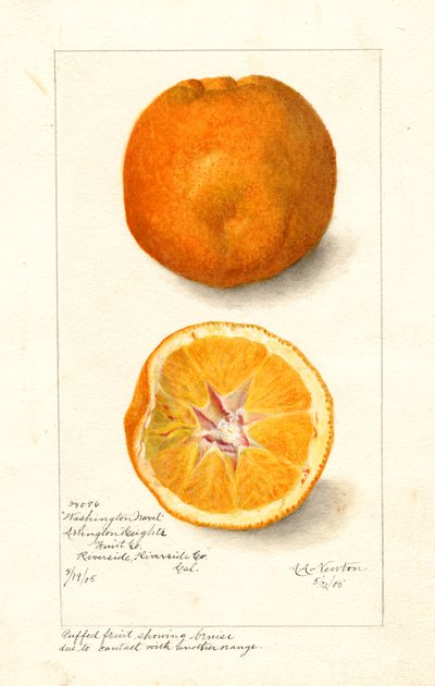 Washington Navel Orangen (Citrus sinensis) von Amanda Almira Newton