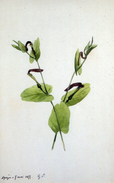 Aristolochia, eine große Pflanzengattung der Familie Aristolochiaceae von Amantine Dupin