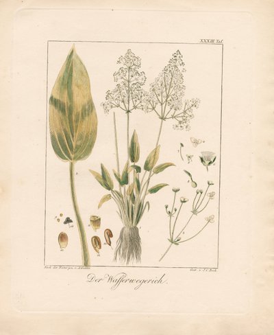 Gewöhnlicher Froschlöffel von Ambrosius Gabler