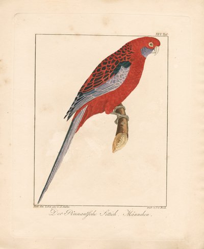 Prachtrosella, Männchen von Ambrosius Gabler