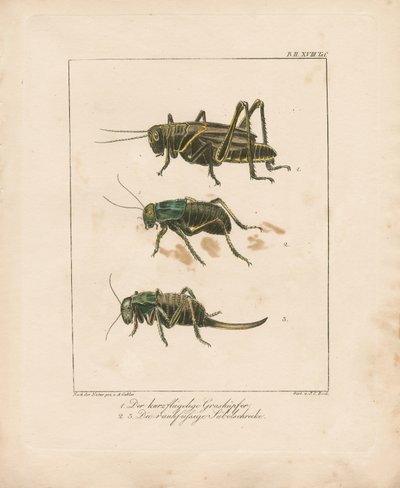 Heuschrecke und Buschgrillen (handkolorierte Kupferstichgravur) von Ambrosius Gabler