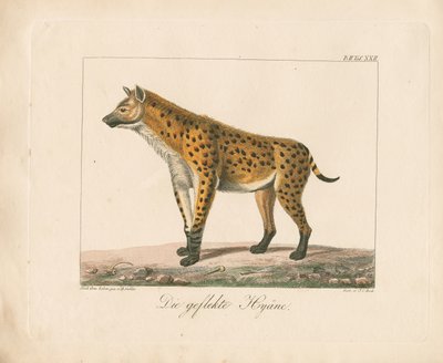 Gefleckte Hyäne (handkolorierte Lithografie) von Ambrosius Gabler