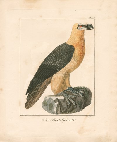 Der Bartgeier (handkolorierte Gravur) von Ambrosius Gabler
