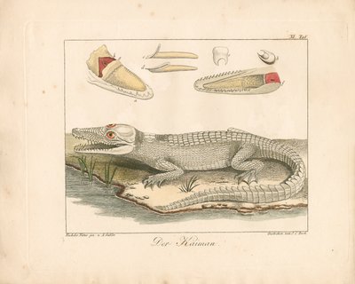 Der Kaiman (handkolorierte Gravur) von Ambrosius Gabler