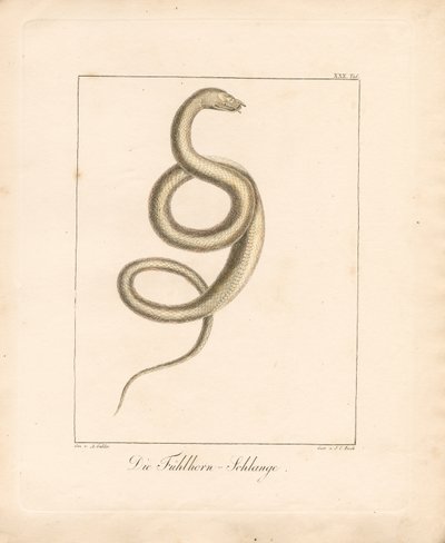 Die Fühlerschlange von Ambrosius Gabler