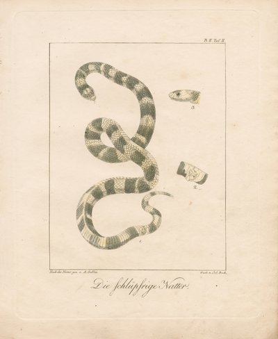 Die Ringelnatter von Ambrosius Gabler