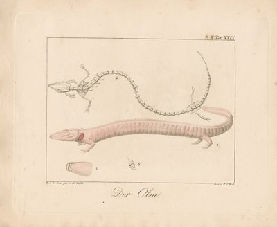 Der Olm (handkolorierte Lithografie) von Ambrosius Gabler