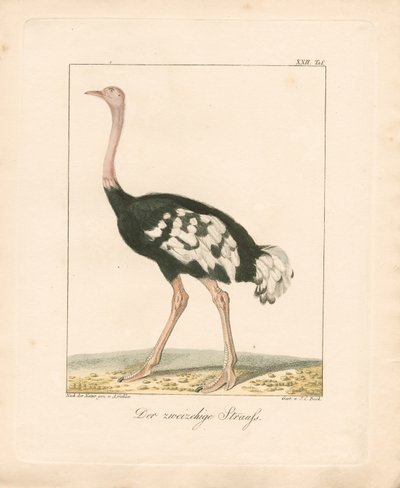 Der Zweizehenstrauß von Ambrosius Gabler