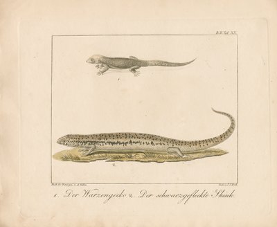 Türkischer Gecko und Okellierter Skink von Ambrosius Gabler