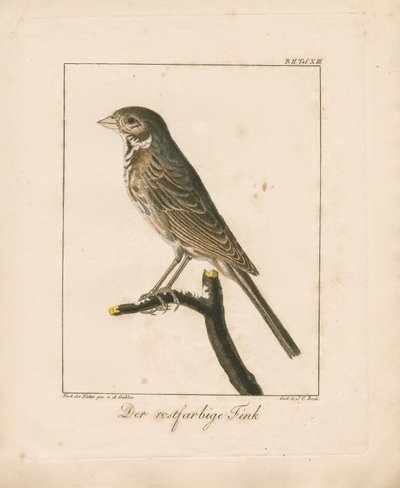 Goldammer von Ambrosius Gabler