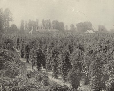 Ein Hopfenhof in Washington von American Photographer (after)