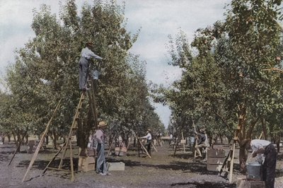 Oregon: Obsternte in einem Obstgarten im Rouge River Valley von American Photographer (after)