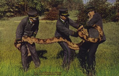 Umgang mit einem Python, New Yorker Zoologischer Park von American Photographer