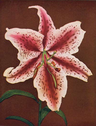 Lilien: Lilium Auratum, Crimson Queen von American Photographer