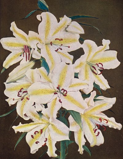 Lilien: Lilium Auratum Platyphyllum von American Photographer