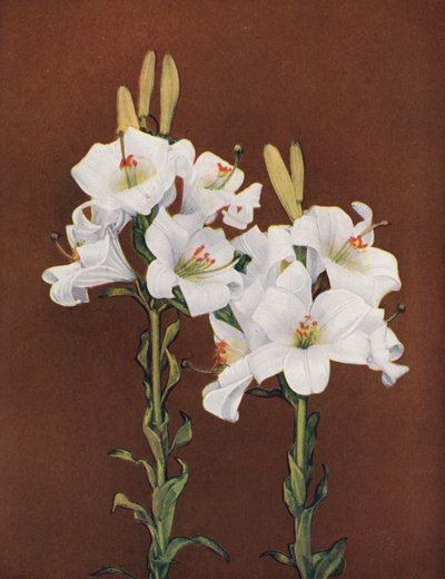 Lilien: Lilium Candidum von American Photographer