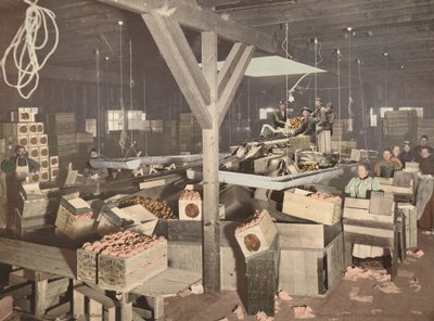 Orangenverpackung in Redlands, veröffentlicht 1899 (Foto) von American Photographer