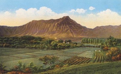 Reisfelder, Oahu von American Photographer
