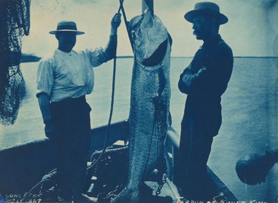 Tarpon oder Silberkönig von American Photographer