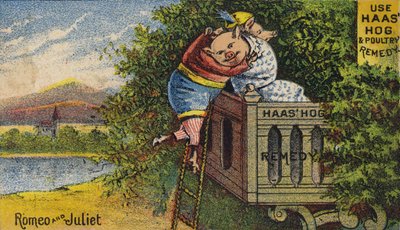 Schwein fühlt sich unwohl von American School