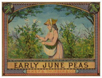 Dame pflückt frühe Juni-Erbsen von American School
