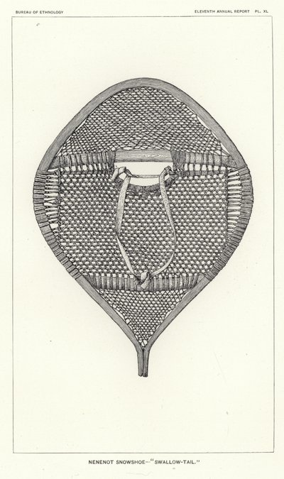 Nenenot-Schneeschuh - Schwalbenschwanz von American School