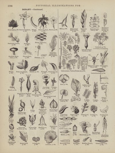 Seite aus Websters vollständigem Wörterbuch (George Bell) von American School
