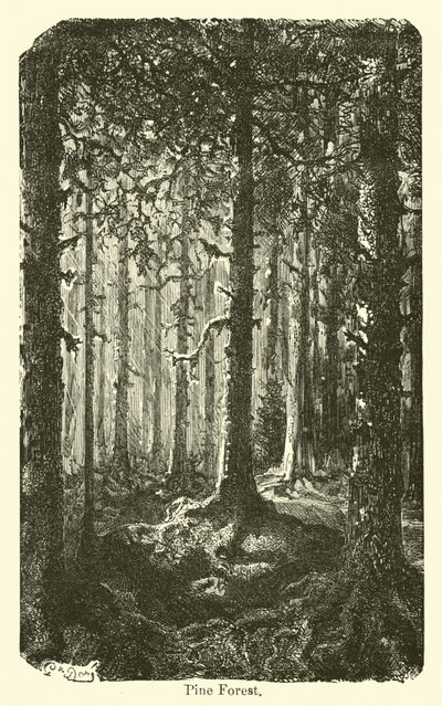 Kiefernwald von American School