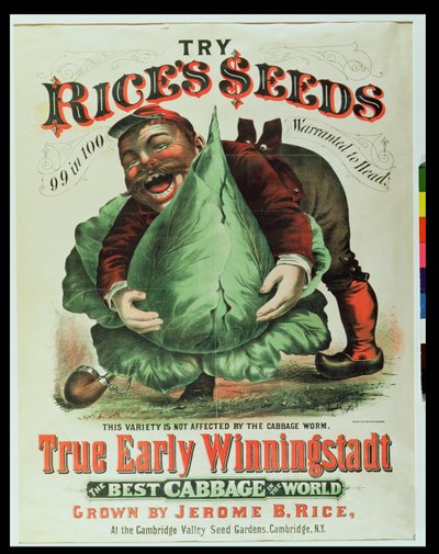 Probieren Sie Rices Samen, der beste Kohl der Welt von American School