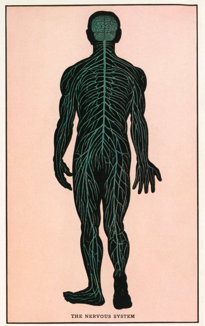 Vintage anatomischer Druck des menschlichen Nervensystems von American School