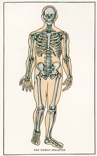 Vintage anatomischer Druck des menschlichen Skeletts von American School