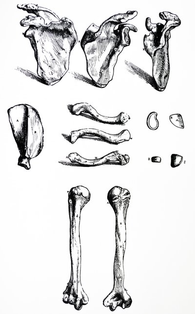 Die Platten aus dem ersten Buch der De Humani Corporis Fabrica von Andreas Vesalius